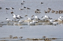 Ngorongoro terner