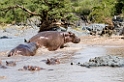 Serengeti Fldhest03