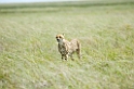 Serengeti Gepard00