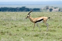 Serengeti Kop Thomson Gazelle03