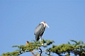 Serengeti Marabou