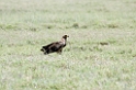 Serengeti Steppeørn