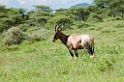 Serengeti Topi00
