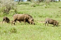 Serengeti Warthog00