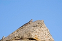Serengeti firben