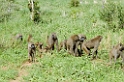 Tarangira Baboons01