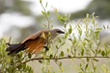 Tarangira Coucal