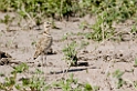 Tarangira Coursen_1