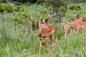 Tarangira Impala02