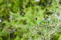 Tarangira Lovebird