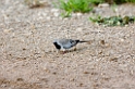 Tarangira Namaqua dove01