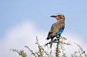 Tarangira Roller