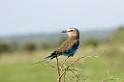 Tarangira Roller01