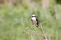 Tarangira White-c shrike