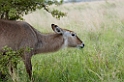 Tarangira waterbuck01
