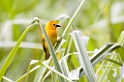 Taveta Golden Weaver000
