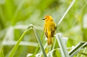 Taveta Golden Weaver001