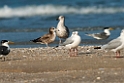 Black-tailed Gull.20140222_7626