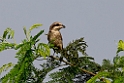 Brown Shrike.20140222_7342