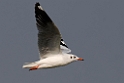 Brown-headed Gull.20140222_7346