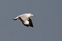Brown-headed Gull.20140222_7358