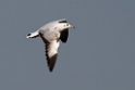 Brown-headed Gull.20140222_7360