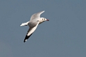 Brown-headed Gull.20140222_7365