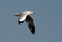 Brown-headed Gull.20140222_7366