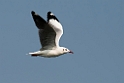 Brown-headed Gull.20140222_7368