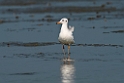 Brown-headed Gull.20140222_7438