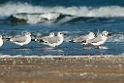 Brown-headed Gull.20140222_7660