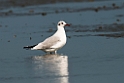 Brown-headed gull.20140222_7448