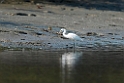 Chinese Egret.20140222_7409