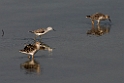 Damklire.20140222_7329