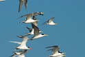 Great Crested Tern.20140222_7610