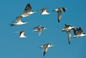 Great Crested Tern.20140222_7612
