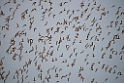 Great Knot.20140224_7745