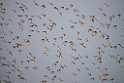 Great Knot.20140224_7752
