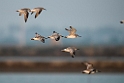 Great Knot.20140224_7760