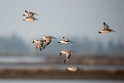 Great Knot.20140224_7761