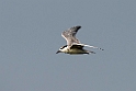 Hvidskægget terne.20140222_7371