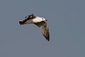 Lesser Black-backed Gull Heuglini.20140222_7349
