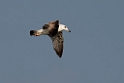 Lesser Black-backed Gull Heuglini.20140222_7351