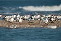 Lesser Crested Tern.20140222_7581