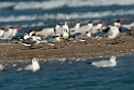 Lesser Crested Tern.20140222_7594