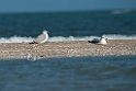 Pallas's Gull.20140222_7505