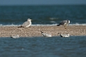 Pallas's Gull.20140222_7510