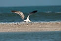 Pallas´s Gull.20140222_7519