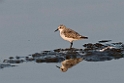 Red-necked Stint.20140222_7319