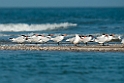 Rovterne.20140222_7565
